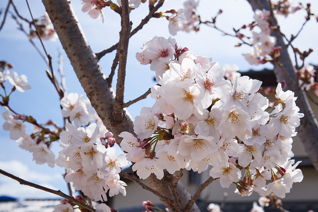 桜の花